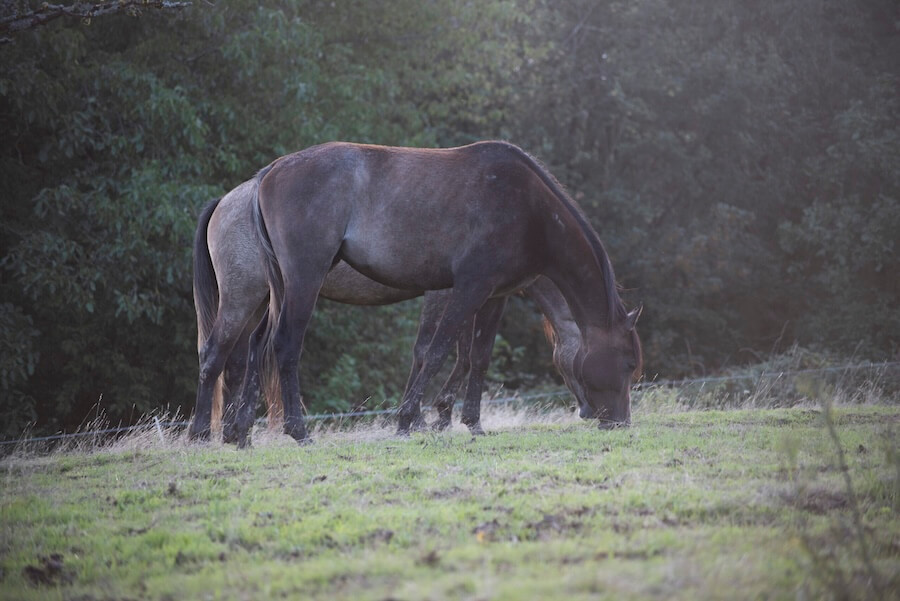 bio Heu und Koppel bei den Offroad Ponys
